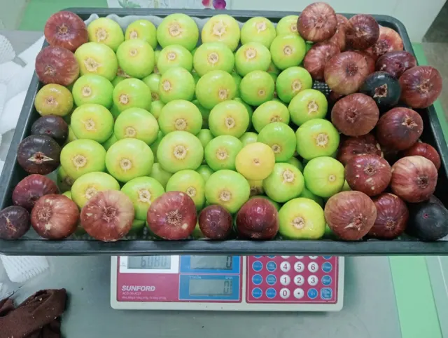 Everyday Fresh Figs, real photo