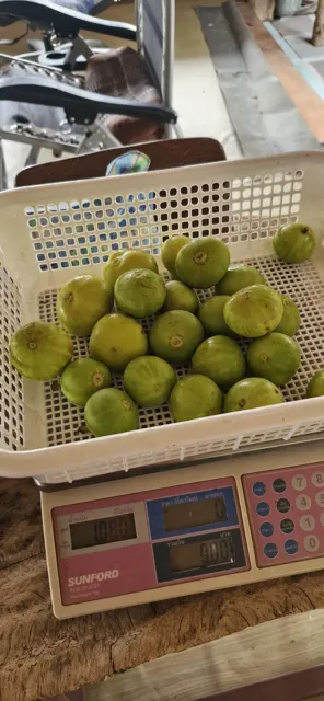Everyday Fresh Figs, real photo