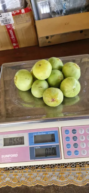 Everyday Fresh Figs, real photo