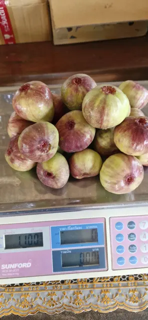 Everyday Fresh Figs, real photo