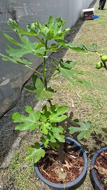 Everyday Fresh Figs, real photo