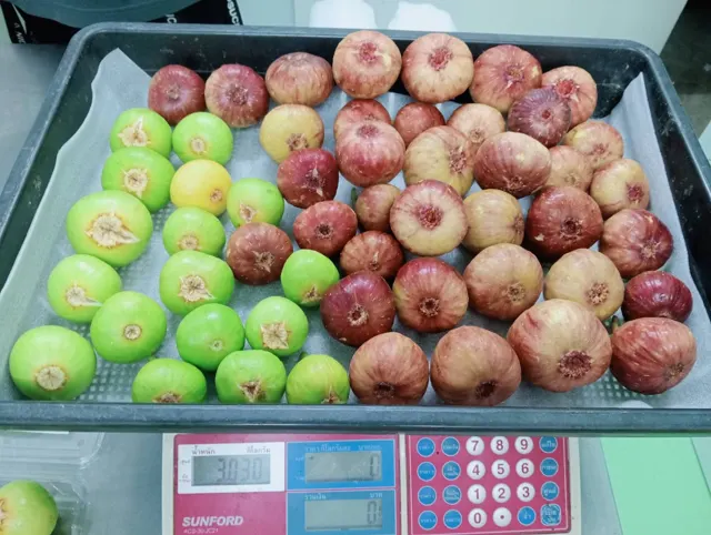 Everyday Fresh Figs, real photo