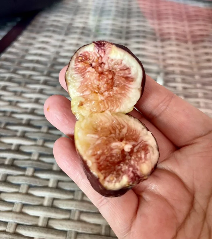 A ripe fig, split open