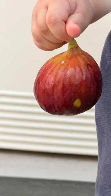 Everyday Fresh Figs, real photo