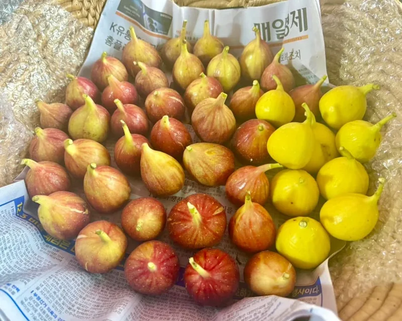 Red and yellow figs, ready to share