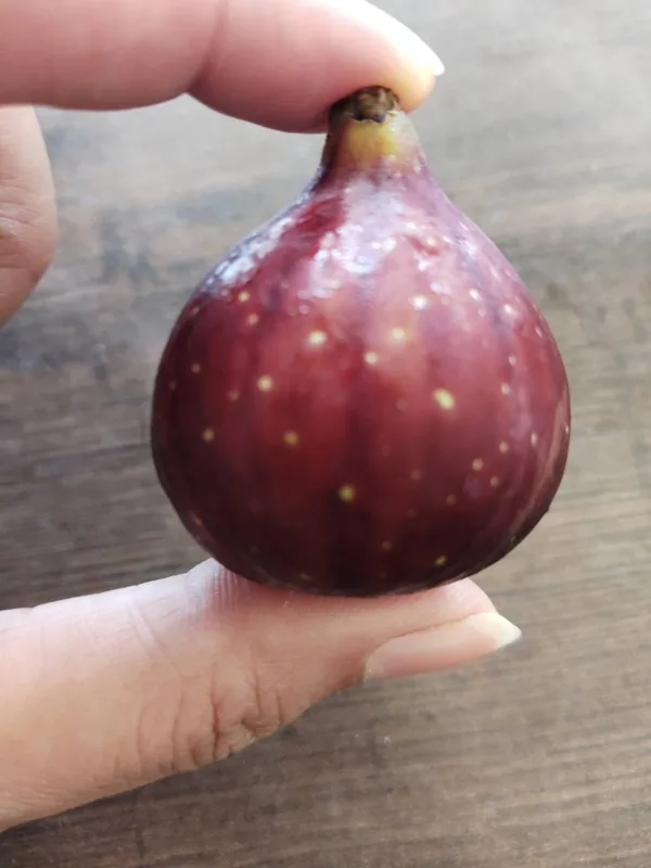 Red fig, ready to pick