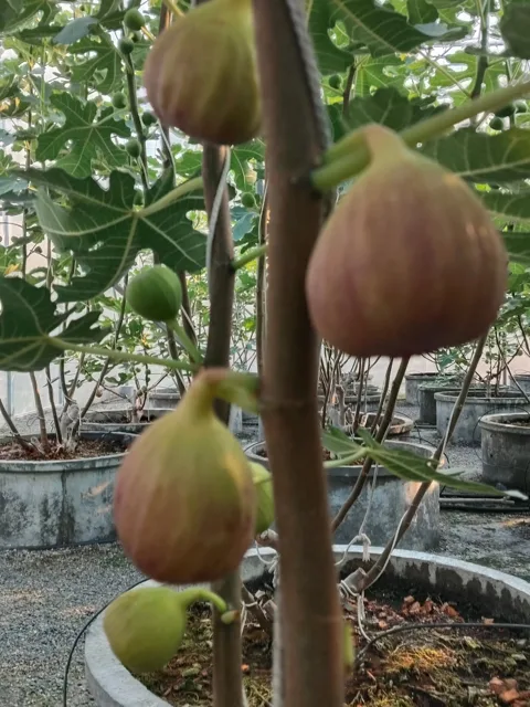 Everyday Fresh Figs, real photo