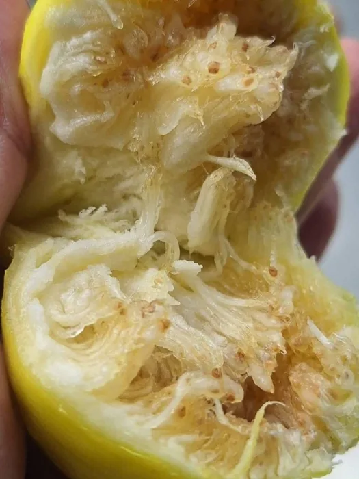 Inside a yellow fig: soft, honey-coloured flesh