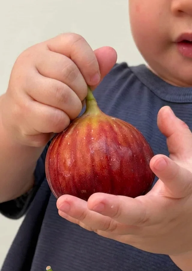 A toddler's little hands holding a big ripe red fig