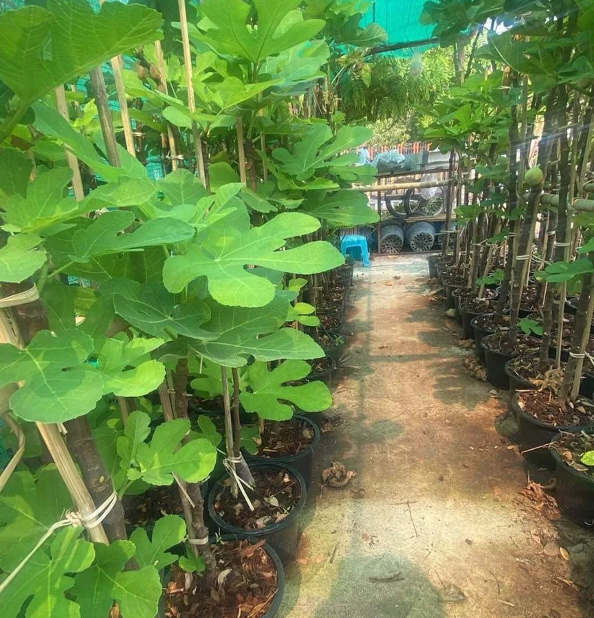 Rows of potted fig trees in our nursery