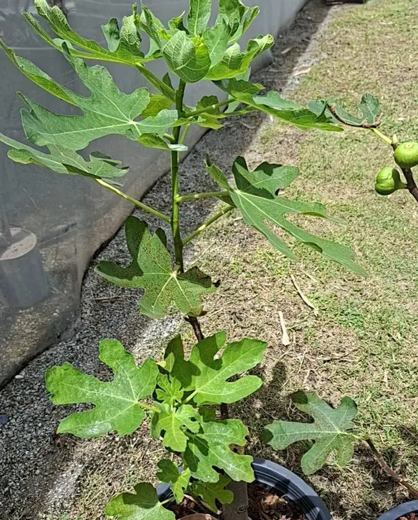 Everyday Fresh Figs, real photo