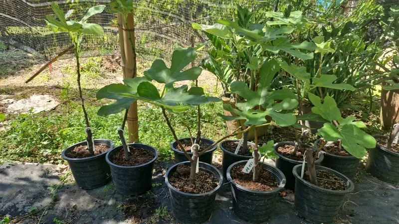 Our fig saplings