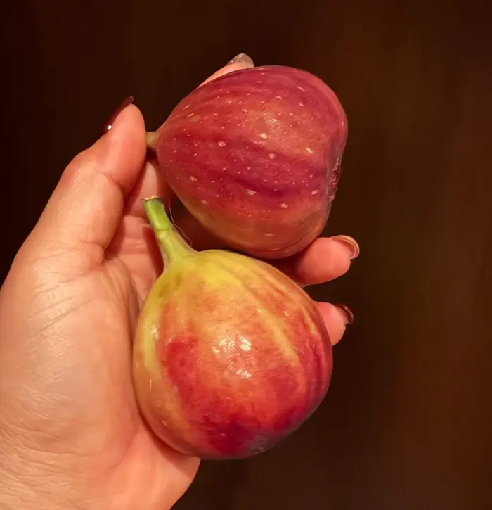 Ripe figs, ready to eat